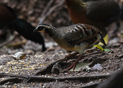 Arborophila brunneopectus