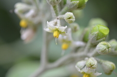 Solanum erianthum