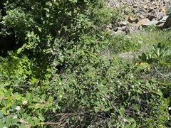 Cotoneaster tauricus