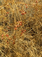 Asparagus verticillatus