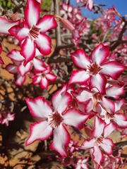 Adenium multiflorum