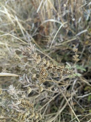 Marrubium peregrinum