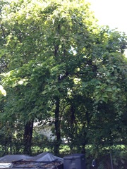 Catalpa