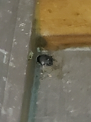 Peromyscus maniculatus