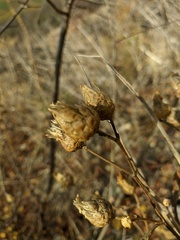 Centaurea salonitana