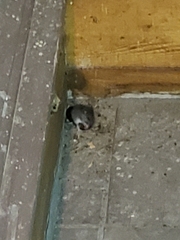 Peromyscus maniculatus