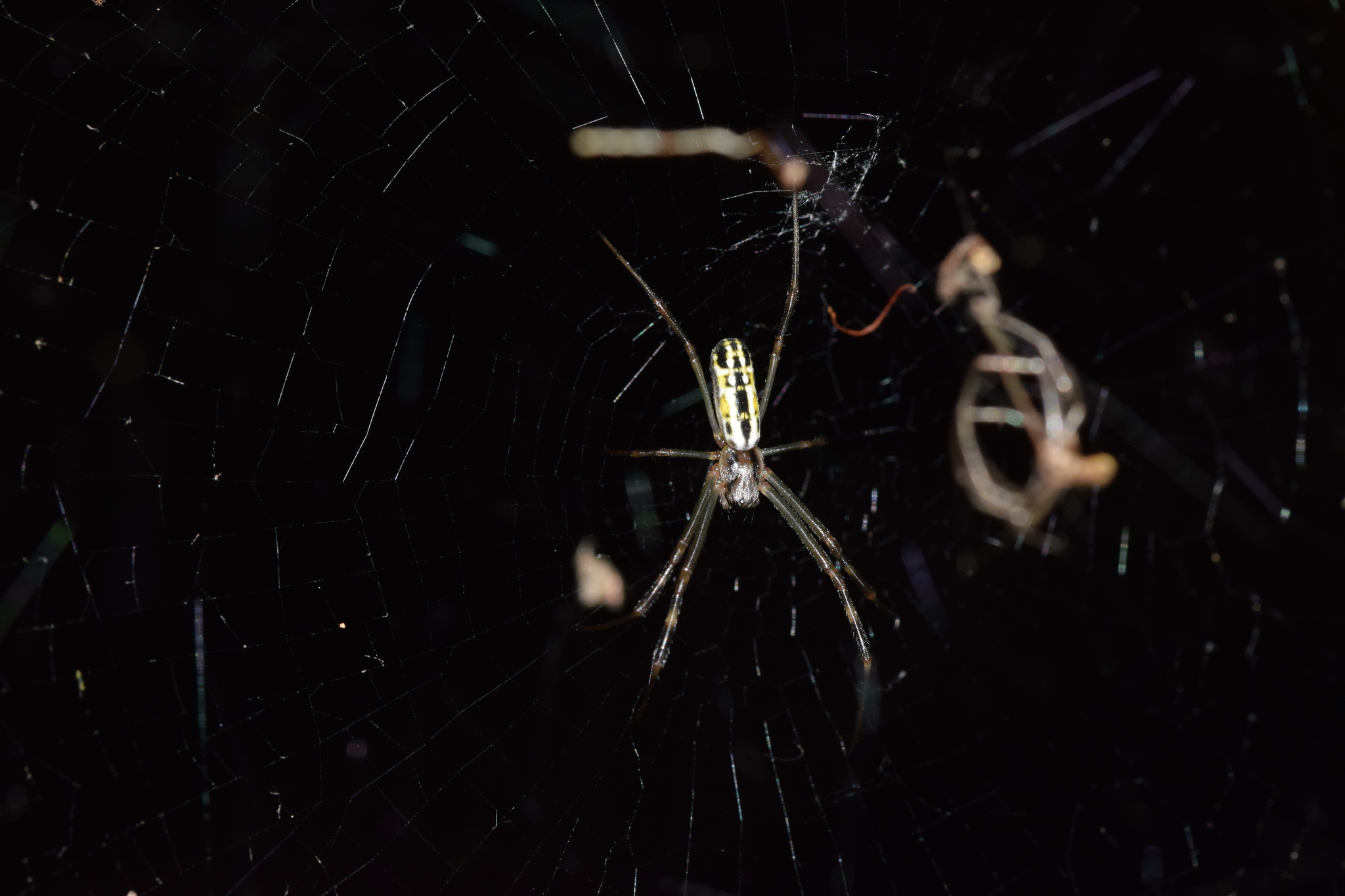 Araneidae image