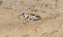 Ellipsoptera cuprascens
