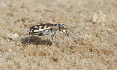 Cicindela hirticollis