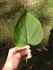 Catalpa