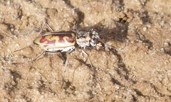 Ellipsoptera cuprascens