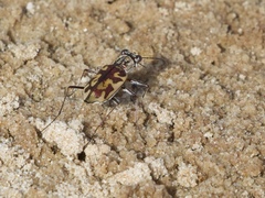Ellipsoptera cuprascens