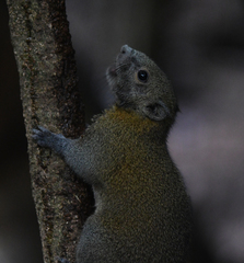 Callosciurus caniceps