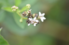 Verbesina microptera