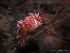 Coryphella verta