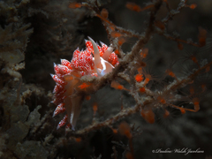 Coryphella verta