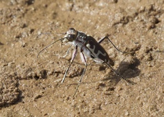 Cicindela hirticollis