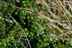 Asparagus acutifolius