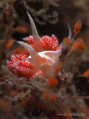 Coryphella verta