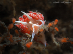 Coryphella verta