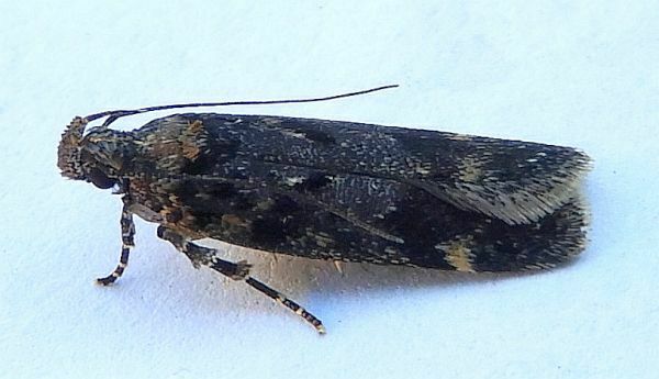 Chionodes trichostola