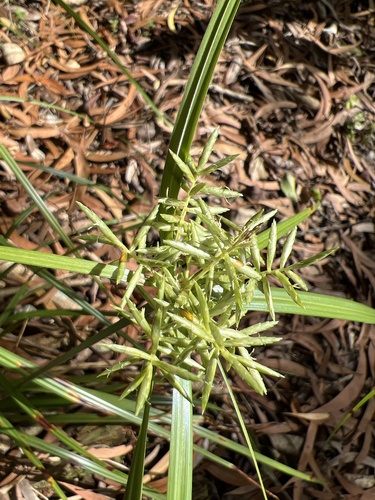 Cyperus hypochlorus observed 2022-11-22