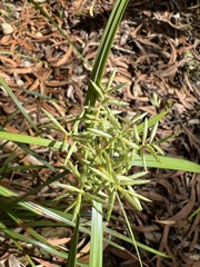 Cyperus hypochlorus