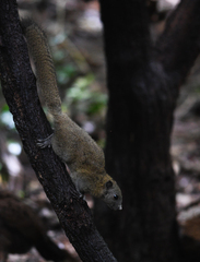 Callosciurus caniceps