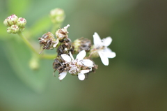 Verbesina microptera