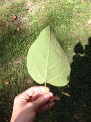 Catalpa
