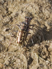 Ellipsoptera cuprascens