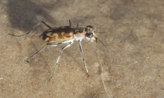 Ellipsoptera cuprascens