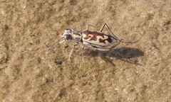 Ellipsoptera cuprascens