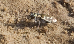 Cicindela hirticollis