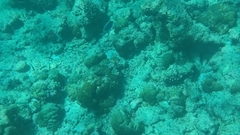 Acanthurus leucosternon