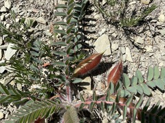 Astragalus utriger
