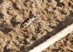 Ellipsoptera cuprascens