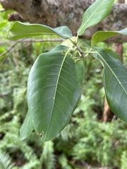 Ficus aurea