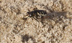 Cicindela hirticollis