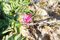 Hesperantha pauciflora