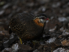 Tropicoperdix chloropus