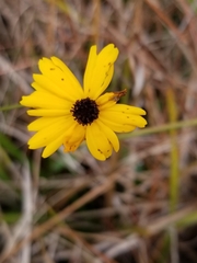 Coreopsis linifolia