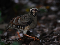Arborophila brunneopectus