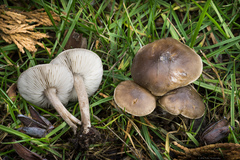 Melanoleuca melaleuca