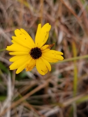 Coreopsis linifolia