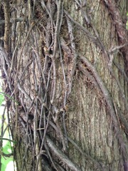 Catalpa