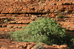 Pandorea doratoxylon