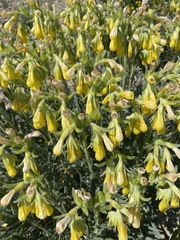 Onosma taurica