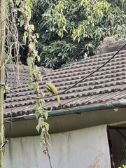 Spizixos semitorques