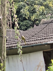 Spizixos semitorques